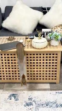 Where to hide the pine cone?Где спрятать кедровую шишку?