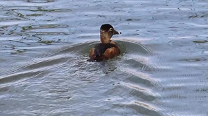File:Ring-necked Duck at Carondelet Park.webm - Wikimedia Commons