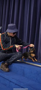 Dachshund with severe fear aggression | The Dog Daddy