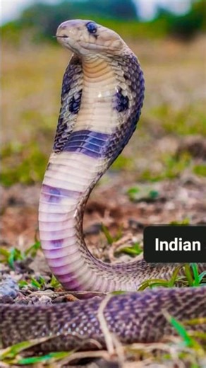 Fact 05: 🐍snakes help to control rat population at farm.🌎 #snake #saveanimals #savesnakes