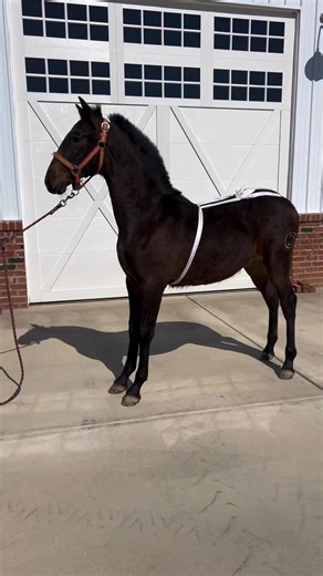 Working on that winning pose with Mascó. Big movement Carthusian Stallion for the win! . . . #SpanishHorse #Spain #BabyHorse #Weanling #BreedingStallion #Equine #horses #maipe #ShowHorse #pearmanranch #yeguadamaipe #Colt #HorseShow #Equestrian | Adventuer