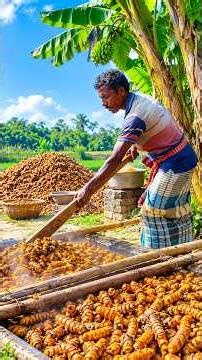 Turmeric Roots to Golden Powder – Amazing Process!