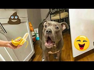 You Will Laugh Nonstop 😂🐶 Funniest Dogs on the Internet 2026! #11