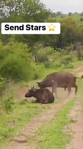 #animals | PAK Hunting