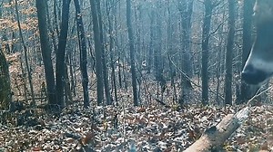 1.6K reactions · 222 shares | Share your hunt this fall with Tactacam. Our revolutionary True Vision lens brings game 8x closer than other competitors. | Tactacam | Facebook