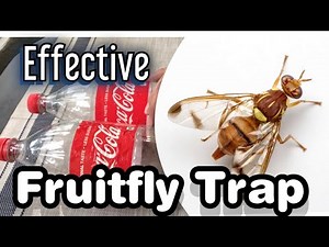 Most effective fruit fly bait and coke bottle trap