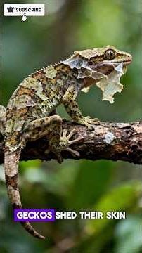 How Geckos Survive in the Wild