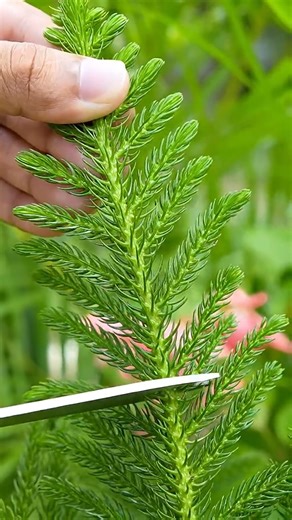 shafikul Garden on Instagram: "How To Grow You Own CHRISTMAS Tree From Cutting ✂️#gardening #shorts #christamas2025 #christmas time 👍 If you like our video don't forget to press the button "Follow ❤️" and "Like 👍" !! Ever dreamt of having a Christmas tree that's truly your own, grown from scratch? This comprehensive guide will walk you through the rewarding process of propagating a Christmas tree from a cutting. We'll cover everything from selecting the right type of evergreen and taking a hea