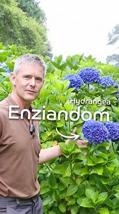 1.4K views · 399 reactions | Hydrangea macrophylla 'Enziandom' is another common variety found in the garden and has stunning deep blue/purple flowers. . . . . #hydrangeas #flowers #falmouth #cornwall #trebahgarden | Trebah Garden | Facebook