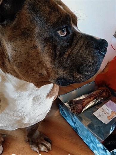 Understanding Box Mastication in Dogs