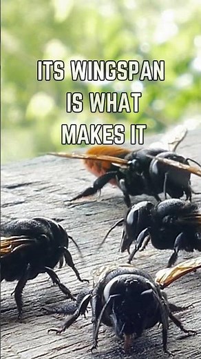 🐝 Meet Wallace’s Giant Bee: The World’s Largest Bee! 🌏