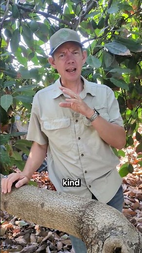 Fuerte vs Bacon Avocados: What Is the Real Difference Between These Green Varieties