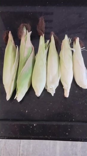 మొక్కజొన్న తోటలో🌽🌽.......!!! #gardening #sweetcorn #shorts