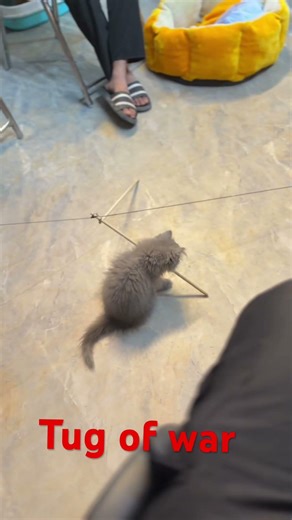 Funny moments b/w German Shepherd and Persian kitten