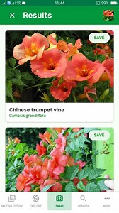 PlantSnap.com identifies Chinese trumpet vine (Campsis grandiflora), a fast-growing, deciduous creeper with large, orange, trumpet-shaped flowers in summer. It can grow to a height of 10 meters. A native of East Asia, it is less hardy than its relative Campsis radicans. | PlantSnap | Facebook