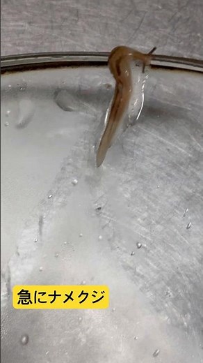 急にナメクジ #ナメクジ #害虫防除技術研究所 #モストップ