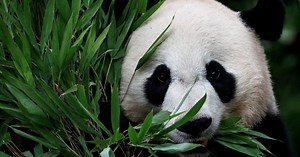 Panda express: First pair to enter the United States in 21 years arrive in California