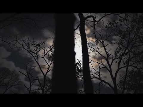 Moon Through the Trees: Dark Night Scene | A Mood Of Mystery And Suspense | Time Lapse Video