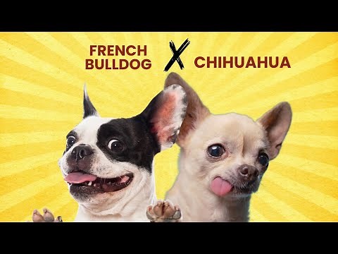 French Bulldog Chihuahua Mix: A Small Dog With a BIG Personality!