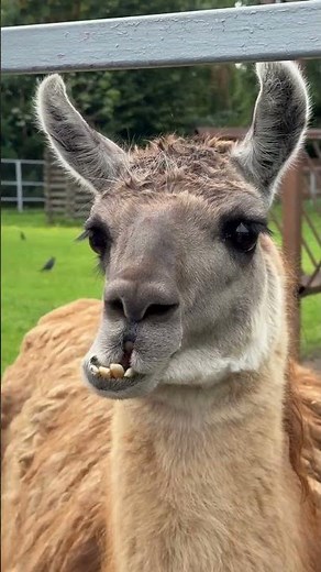 LHAMA #animaiscuriosos #animals #curiosidades #lhama #nature #natureza