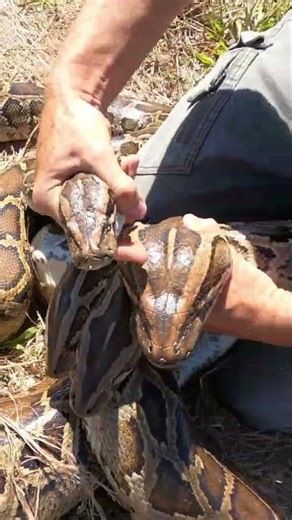 "Python mating activity"