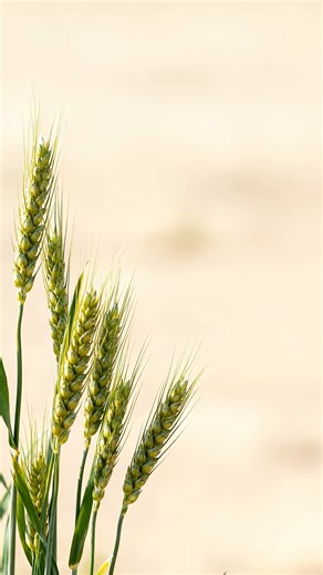 Wheat, Green, Spikes. Free Stock Video