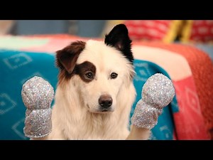 Dog With A Blog - There's The Sugar!