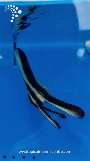 🖤 Longfin Batfish – Platax teira