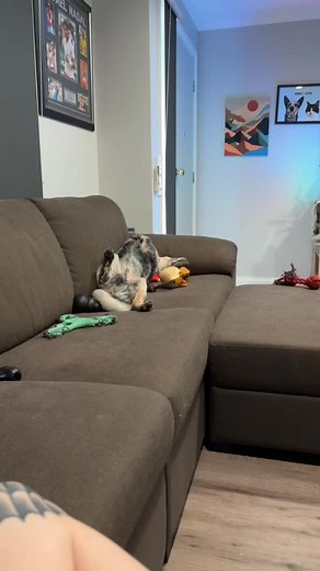 colt would lick you to death before he’d bite you for breaking in….. #blueheelersoftiktok #blueheelerpuppy #australiancattledog #blueheeler #puppy #puppytiktok #puppylove #puppylove #dogsoftiktok #fyp #cattledog #blueheelers #fyppppppppppppppppppppppp