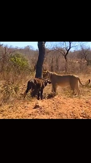 5.1K views · 2.5K reactions | Experience the Ultimate Tanzania Safari...