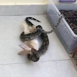 23K views · 58 reactions | Big Python Swallow Whole Poor Rabbit | Sri Parisaramma Agri Solution | Facebook