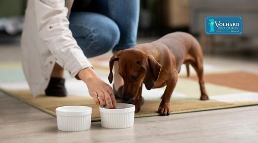 The Best Food for Dogs With Bladder Stones: Nutritional Support for Healthier Pets