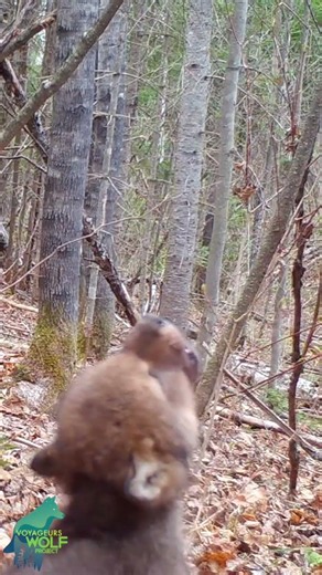 Tiny wolf pup howling for the first time