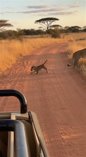 Lion Cubs Running After Their Mother on Safari Road | Cute Wild Moment | Rescue & Release