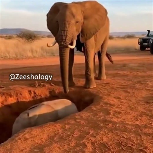 Elephant Baby Stuck in a Ditch | Caught on Camera