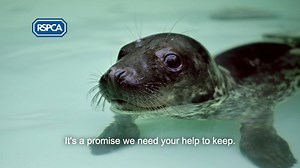 254 reactions · 44 shares | We want to always be there for animals, but it's a promise we need your help to keep. Take the first step to protecting animals for years to come, request your free guide to leaving a gift in your Will. | RSPCA (England & Wales) | Facebook