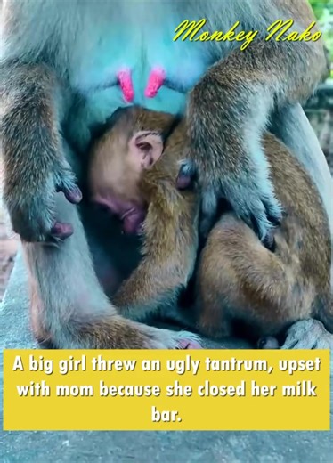 A big girl threw an ugly tantrum, upset with mom because she closed her milk bar. | Cute Babies Monkey