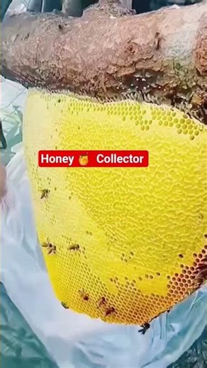 wow honey 🍯 Collector #honeybee #fypシ゚viral #reels #ofw #food