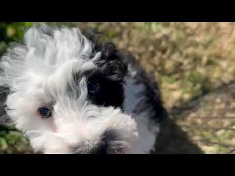 Miniature Aussiedoodle Puppy Wally SD 480p