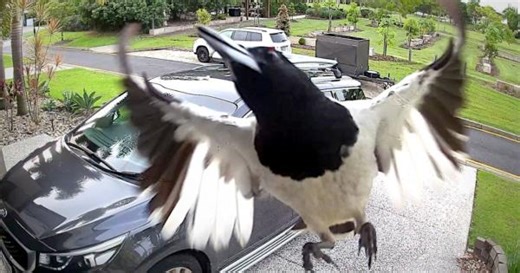Angry magpie takes its rage out on home security camera