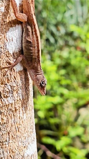 Wild anole lizard Playa del Carmen Mexico tropical Caribbean jungle animal life #wildlife #nature