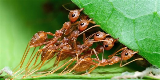 Staggering number of ants on Earth is 20 times higher than we thought