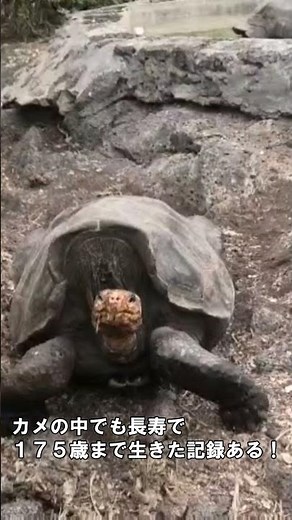 ガラパゴス諸島の胸キュン動物たち(エクアドル) #Shorts