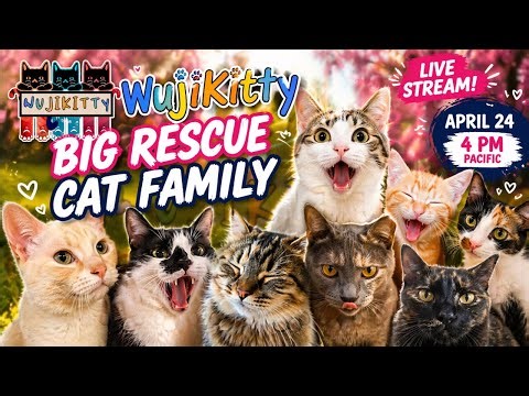 Big Rescue Cat Family Live 4/24 WujiKitty
