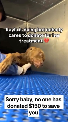 All it takes is $150 to give him the medical care he desperately needs and a real chance to recover.