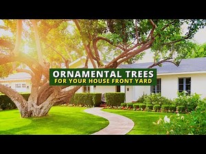 10 Best Ornamental Trees For Front Yard 🌲🏠🌳