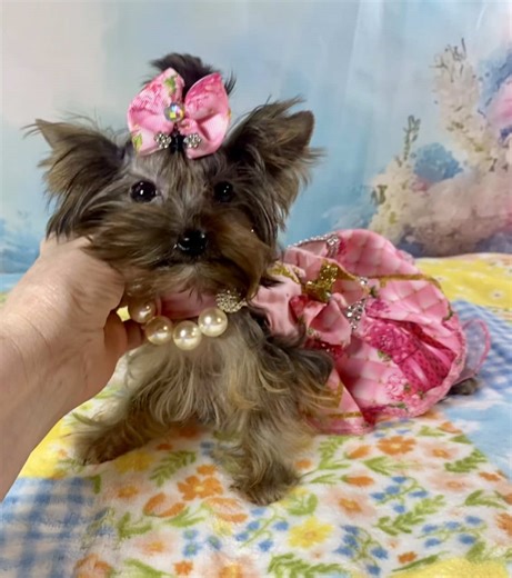 Tiny Teacup Yorkie Brindle Color Ready for Adoption