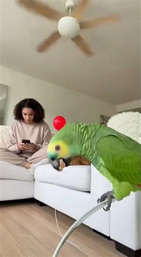 Cat Chases Balloon… Ends Up Hanging From Ceiling Fan 😂🐱 #PetComedy