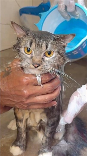 Cat bathing. #shorts #ytshorts #youtubeshorts