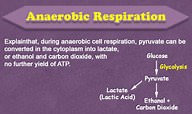 Anaerobic Respiration ( Video ) | Biology
